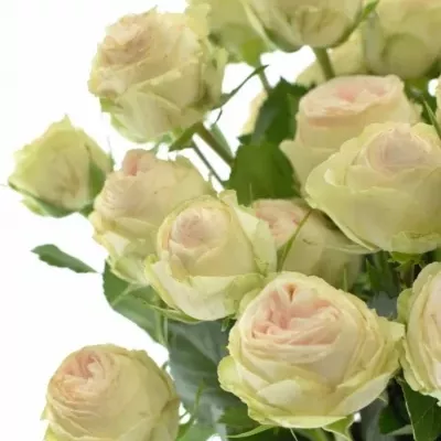 Růžová růže trsová TR GALINA 50cm/4+