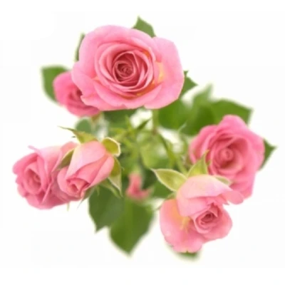 Růžová růže trsová TRALALA