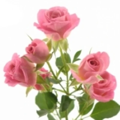 Růžová růže trsová TRALALA 40 cm / 4+