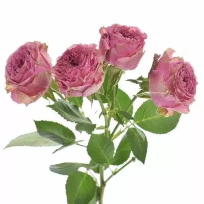 Růžová růže trsová WILD MOMENTS