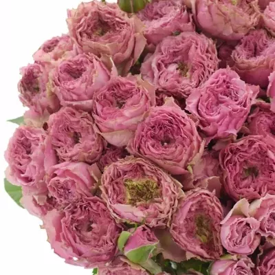 Růžová růže trsová WILD MOMENTS 60cm/5+  EXTRA