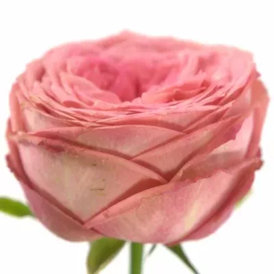Růžová růže TURKISCH DELIGHT 