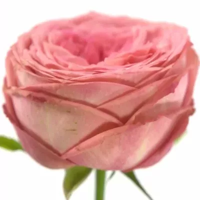Růžová růže TURKISCH DELIGHT 
