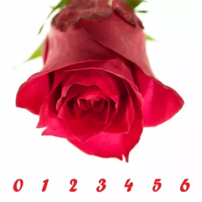 Růžová růže UPDATE 60cm (M)