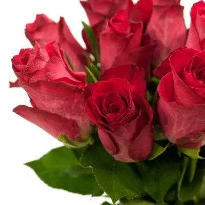 Růžová růže UPDATE 60cm (M)