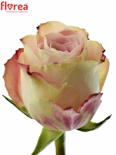 Růžová růže UPPER SECRET 80cm (L)