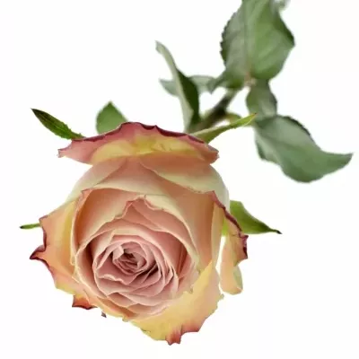 Růžová růže UPPER SECRET