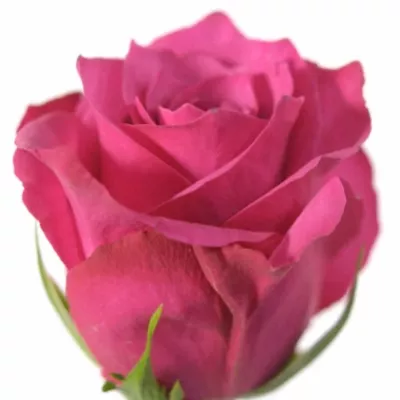 Růžová růže VERY CHERRY 60cm (M)