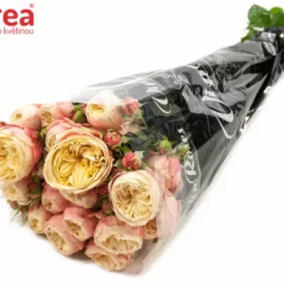 Růžová růže VICTOR CLASSIC 80cm/4+