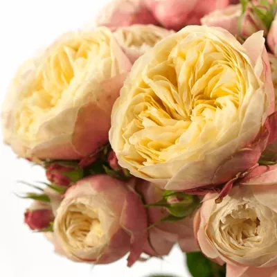 Růžová růže VICTOR CLASSIC 80cm/4+