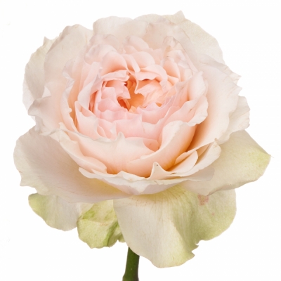 Růžová růže VICTORIAN BRIDE