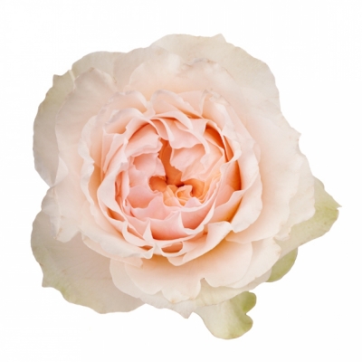 Růžová růže VICTORIAN BRIDE 40cm (XL)