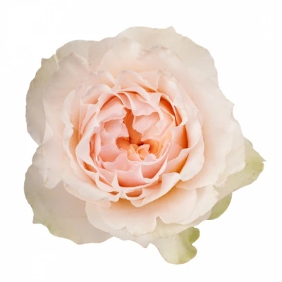 Růžová růže VICTORIAN BRIDE 40cm (XL)