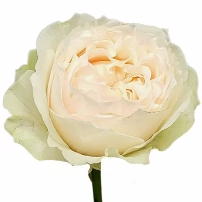 Růžová růže VICTORIAN BRIDE 40cm (XL)