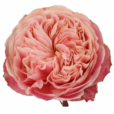 Růžová růže VICTORIAN CLASSIC 40cm (XL)