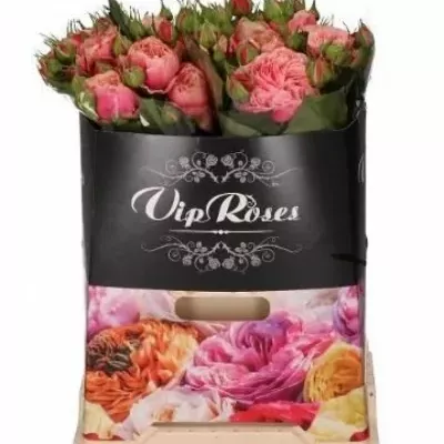 Růžová růže VICTORIAN CLASSIC 50cm/3 