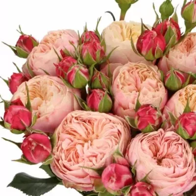 Růžová růže VICTORIAN CLASSIC