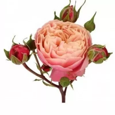 Růžová růže VICTORIAN CLASSIC 50cm/3 