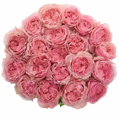 Růžová růže VICTORIAN KISS  50cm (XXL)