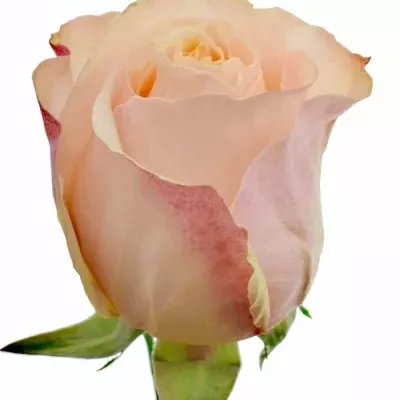 Růžová růže VICTORIAN PEACH 55cm (XL)