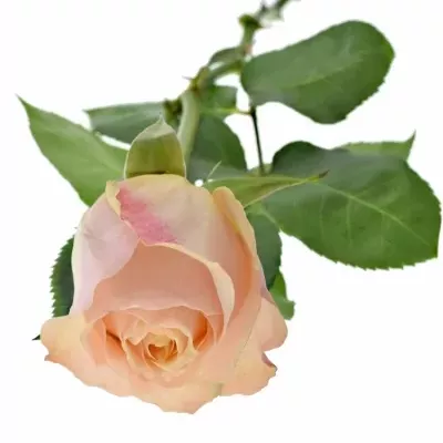 Růžová růže VICTORIAN PEACH 55cm (XL)