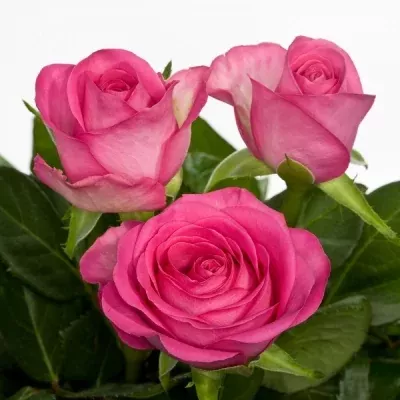 Růžová růže VIDEO 40cm (S)