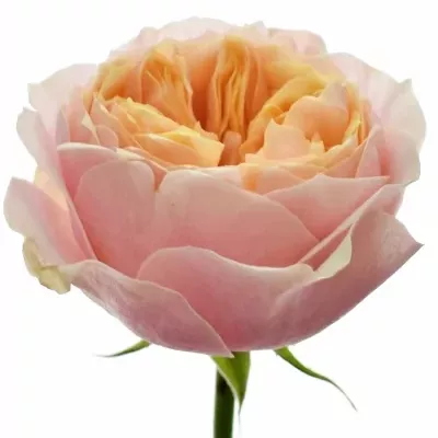 Růžová růže VUVUZELA 40cm