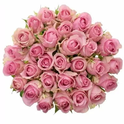Růžová růže WHAM 60cm 