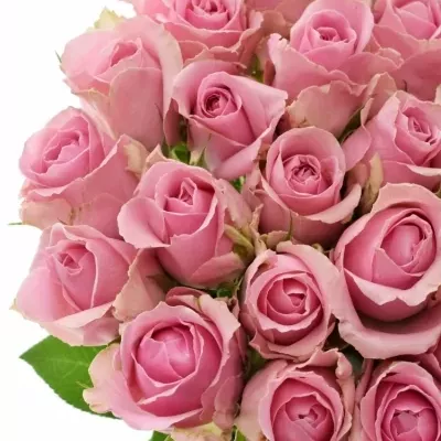 Růžová růže WHAM 60cm 