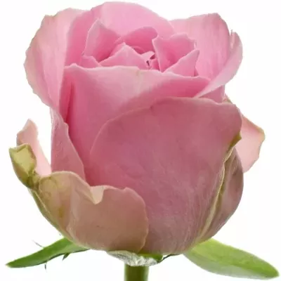 Ružová ruža WHAM 60cm