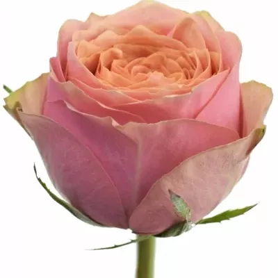 Růžová růže WILD LOOK 40cm (M)