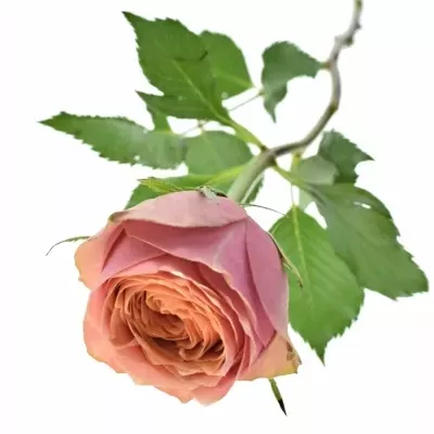 Růžová růže WILD LOOK 50cm