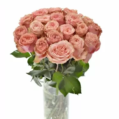 Růžová růže WILD LOVE@ 60cm (L)