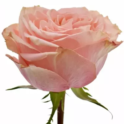 Růžová růže WILD LOVE@ 50cm (XL)