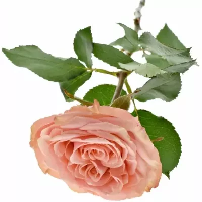 Růžová růže WILD LOVE@ 60cm (L)