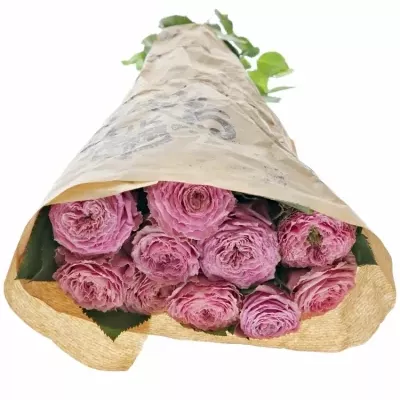 Růžová růže WILD MOMENTS 50cm (XL) 