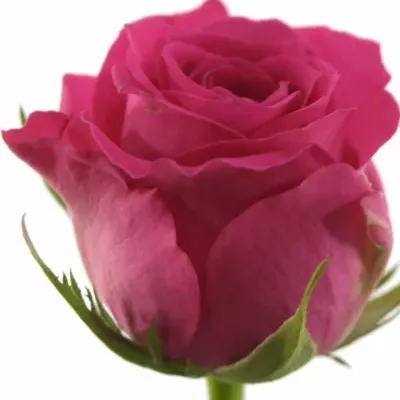 Růžová růže WINK