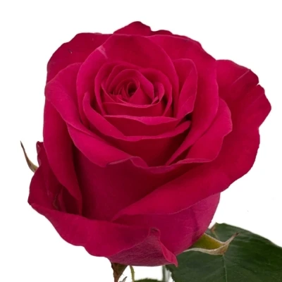 Růžová růže XOCH!