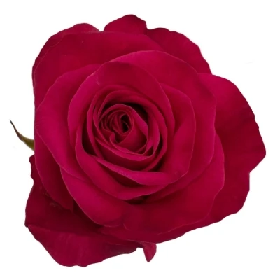 Růžová růže XOCH!