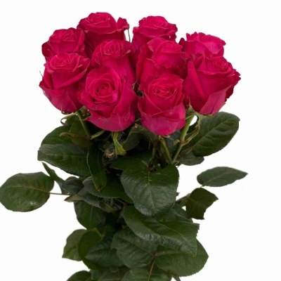 Růžová růže XOCH!