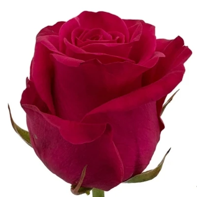 Růžová růže XOCH!