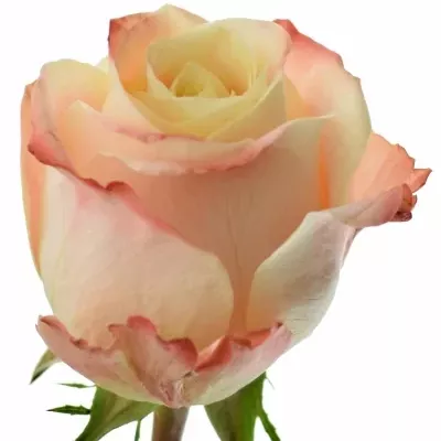 Růžová růže YASHIKA 70cm (L)