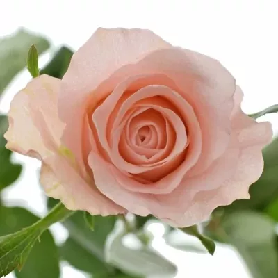 Růžová růže YVONNE! 50cm (M)