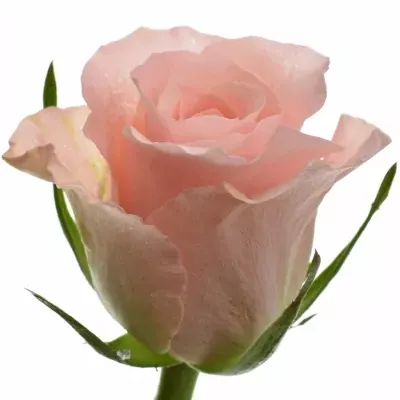 Růžová růže YVONNE! 50cm (M)
