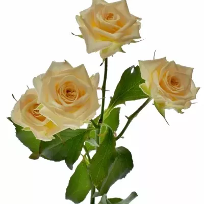 Růžová růže trsová JUSTINE 50cm/5+