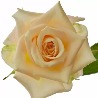 Růžová trsová růže JUSTINE 40cm/3+ (S)