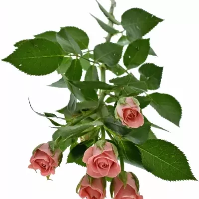  Růžová trsová růže OLYMPIA SENSATION@