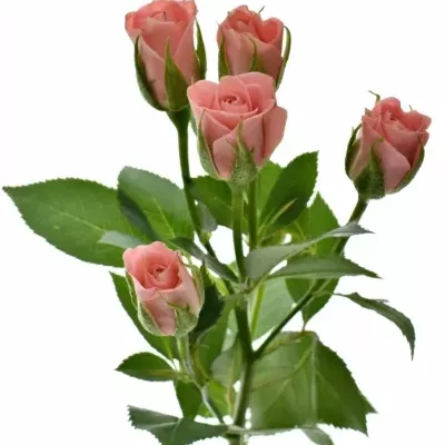  Růžová trsová růže OLYMPIA SENSATION@ 60cm/4+