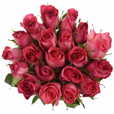 Ružovobiela ruže NICOLETTA 40cm (XXL)