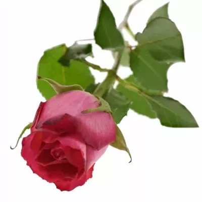 Ružovobiela ruže NICOLETTA 50cm